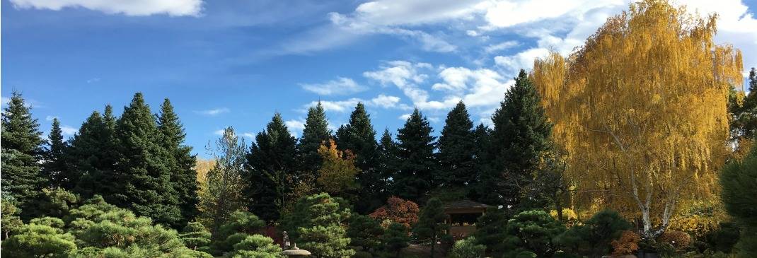 Wald im Stadtgebiet von Denver